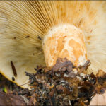 Груздь желтый (Lactarius scrobiculatus)