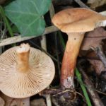 Краснушка (Lactarius subdulcis)