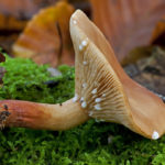 Краснушка (Lactarius subdulcis)