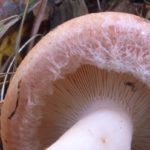 Волнушка розовая (Lactarius torminosus)