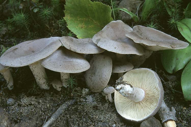 Груздь сосочковый (Lactarius mammosus)