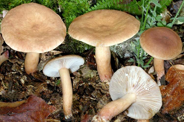 Краснушка (Lactarius subdulcis)