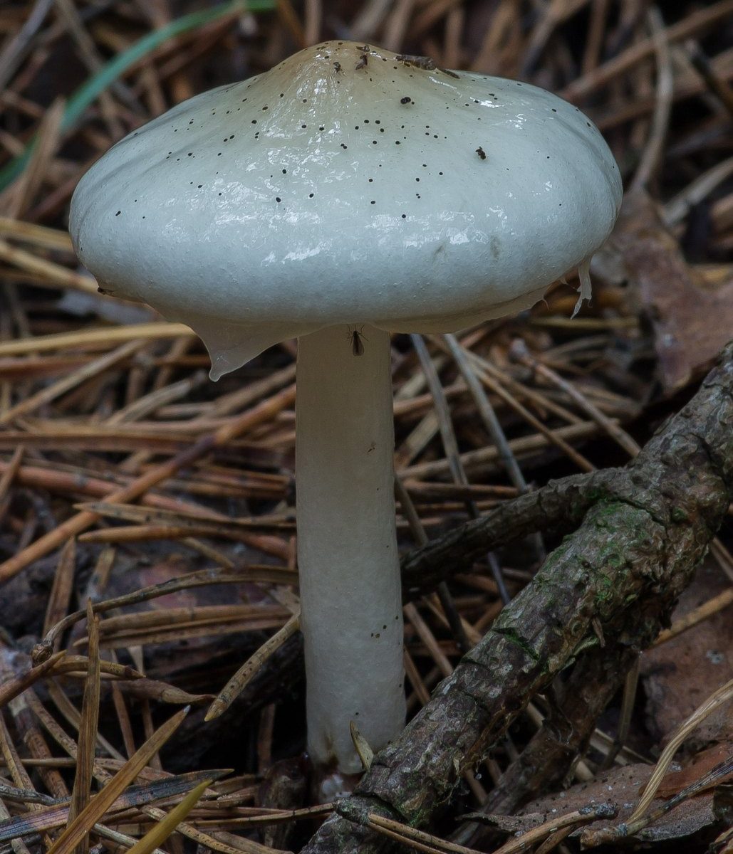 Лимацелла обмазанная (Limacella illinita)