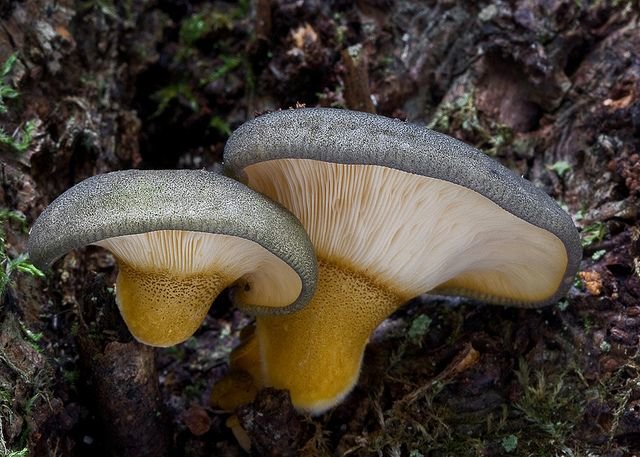 Вёшенка осенняя (Panellus serotinus)