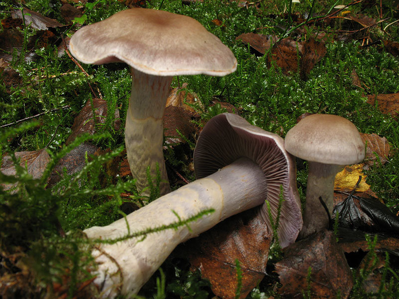 Паутинник аномальный (Cortinarius anomalus)