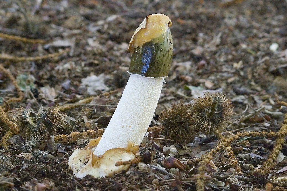 Весёлка Хадриана (Phallus Hadriani)