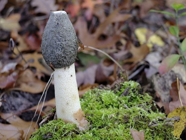 Весёлка Равенелли (Phallus ravenelii)