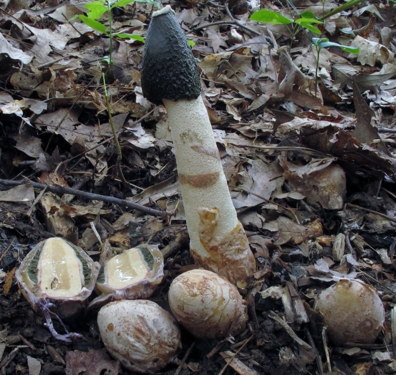 Весёлка Равенелли (Phallus ravenelii)