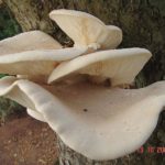 Вешенка дубовая (Pleurotus dryinus)