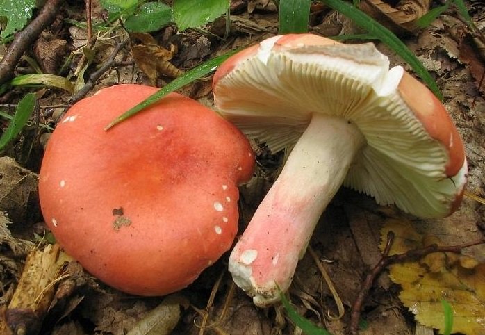 Сыроежка розовая (Russula rosea)