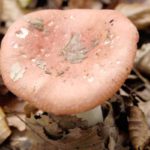 Сыроежка розовая (Russula rosea)