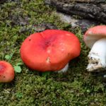 Сыроежка розовая (Russula rosea)