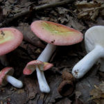 Сыроежка розовая (Russula rosea)