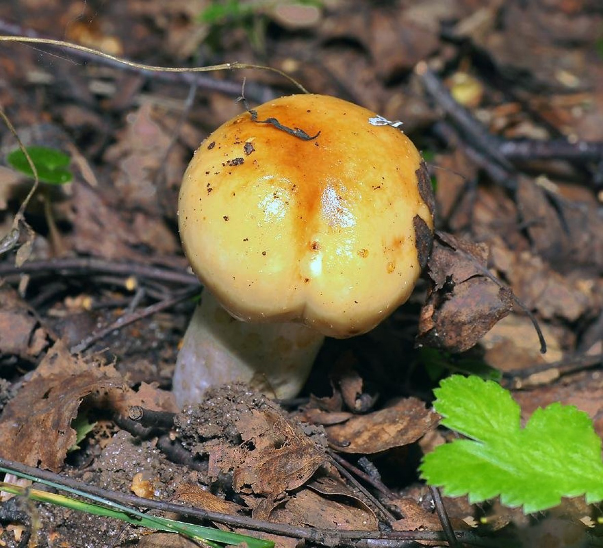 Валуй (Russula foetens)