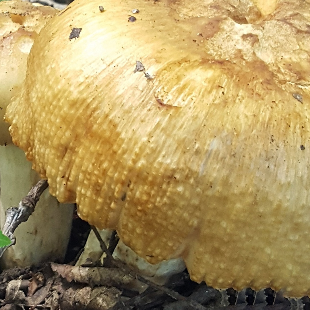 Валуй (Russula foetens)