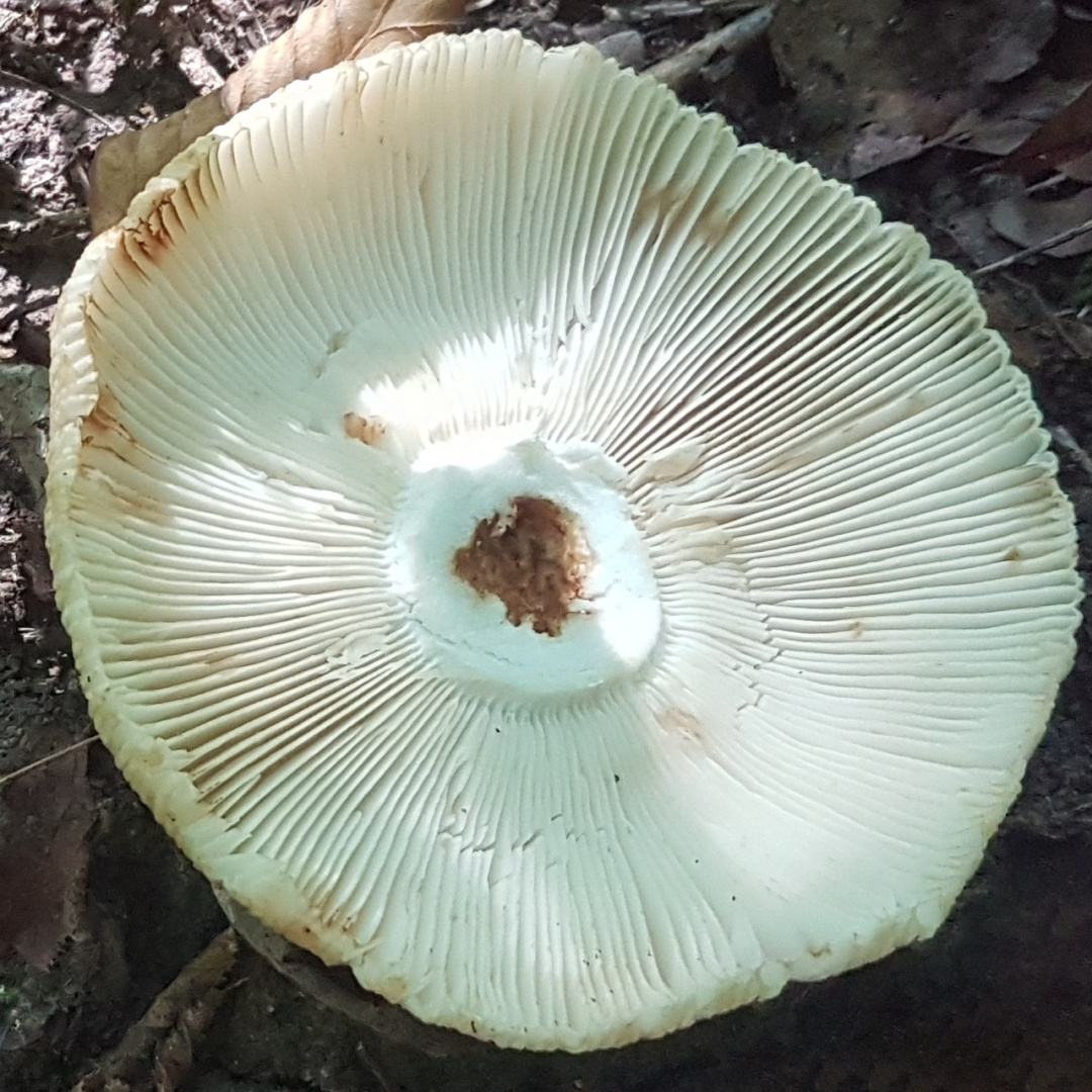 Валуй (Russula foetens)