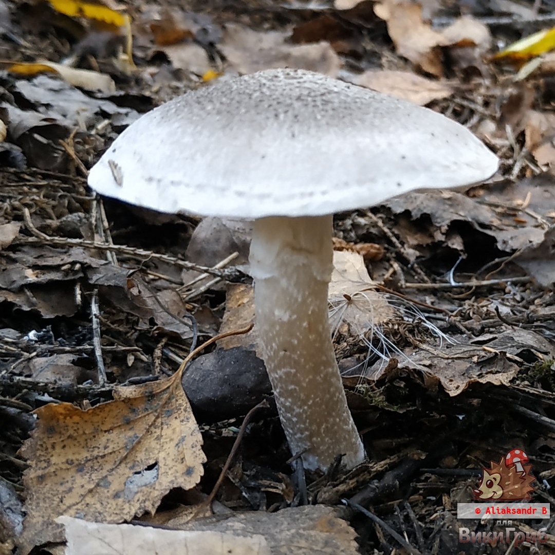 Tricholoma cingulatum - Рядовка опоясанная