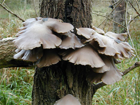 Вешенка дубовая (Pleurotus dryinus)