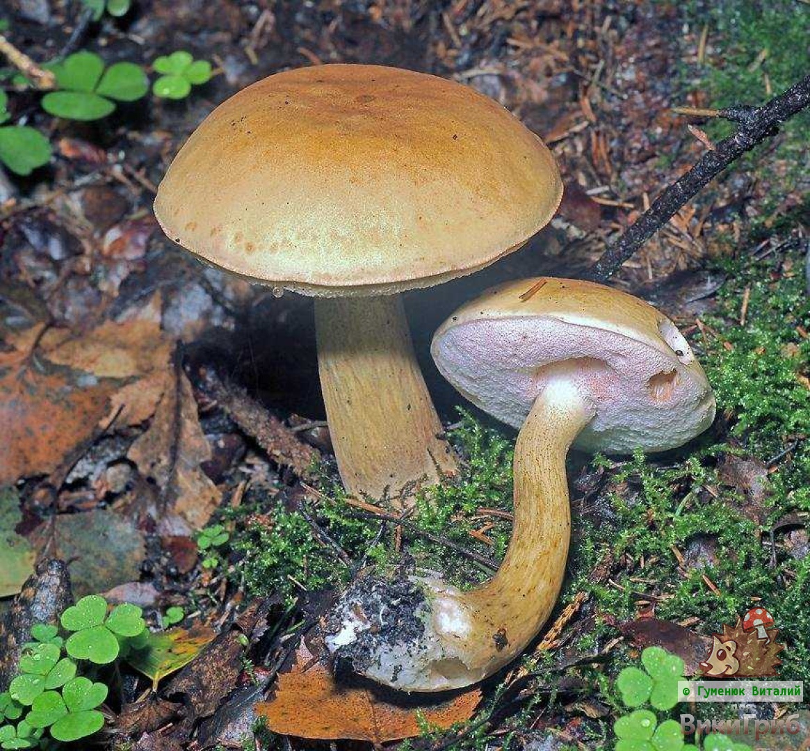 Жёлчный гриб (Tylopilus felleus)