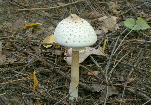 Зонтик пёстрый (Macrolepiota procera)