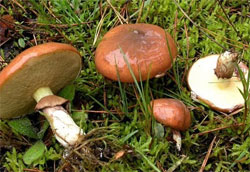 Маслёнок (Suillus luteus)