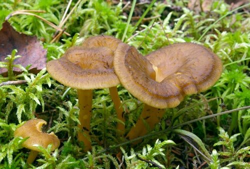 Лисичка трубковидная (Craterellus tubaeformis)