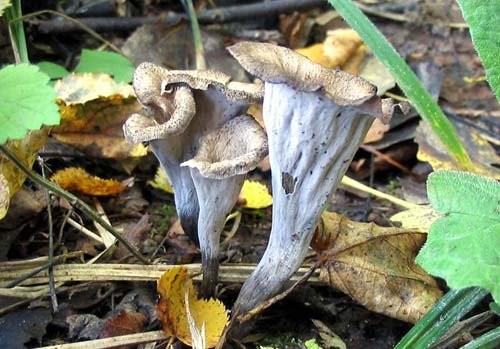 Вороночник рожковидный (Craterellus cornucopioides)