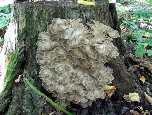 Грифола курчавая (Grifola frondosa)