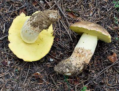 Боровик придаточковый (Butyriboletus appendiculatus)