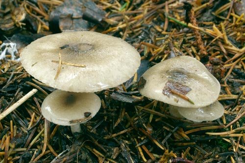 Гигрофор пятнистый (Hygrophorus pustulatus)