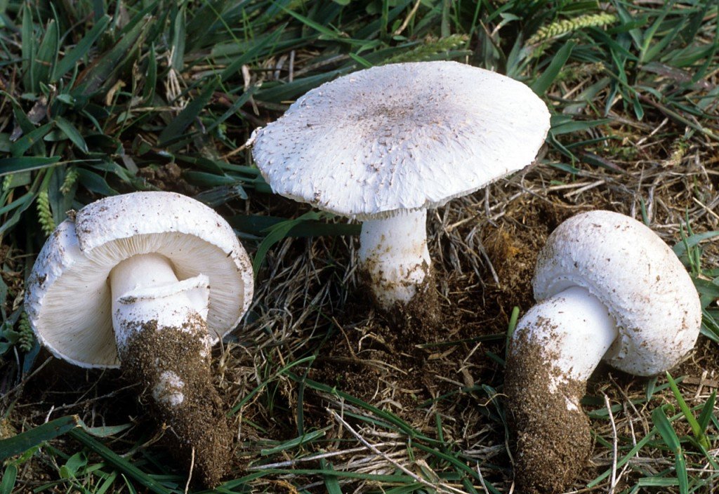 Leucoagaricus barssii