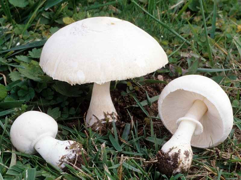 Белошампиньон краснопластинчатый (Leucoagaricus leucothites)