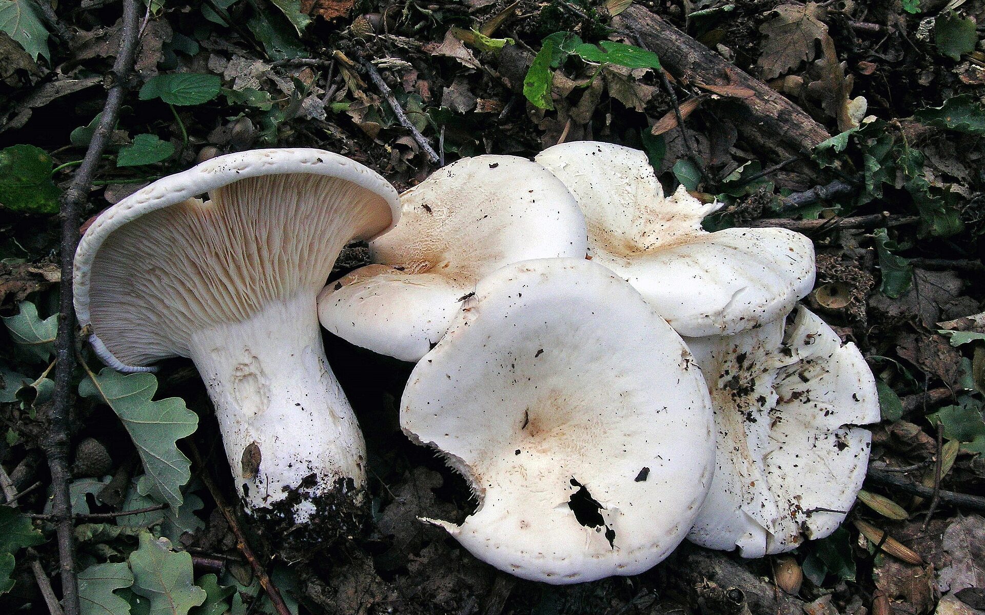 Белосвинуха белоснежная (Aspropaxillus candidus) 1