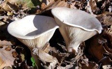 Свинуха гигантская (Leucopaxillus giganteus)