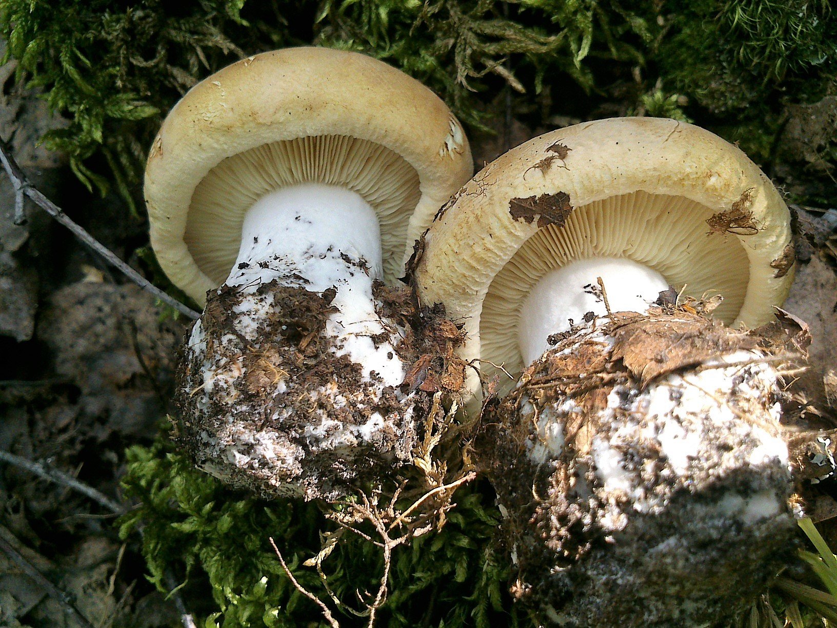 Белосвинуха трёхцветная (Leucopaxillus tricolor)