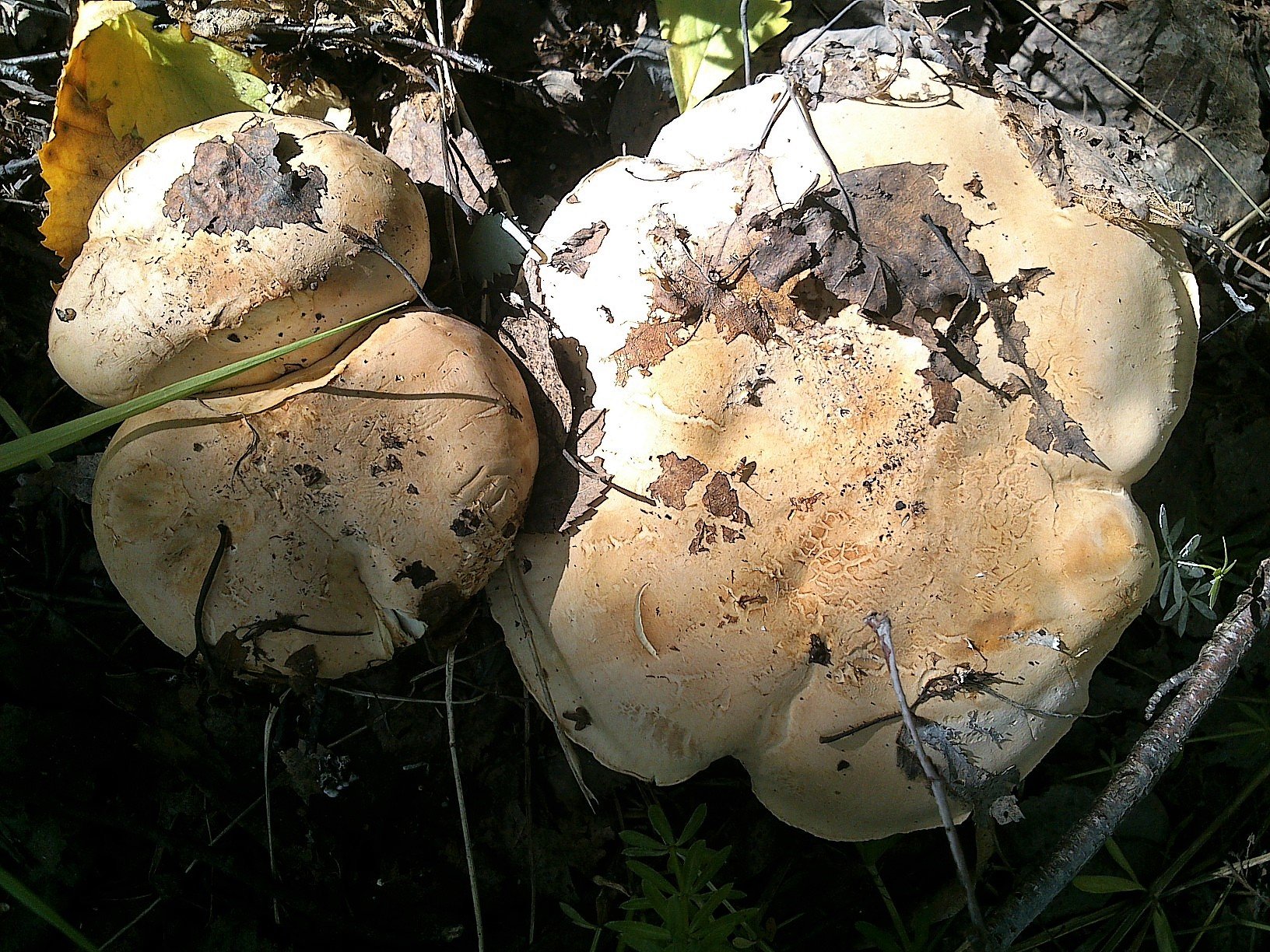 Белосвинуха трёхцветная (Leucopaxillus tricolor)