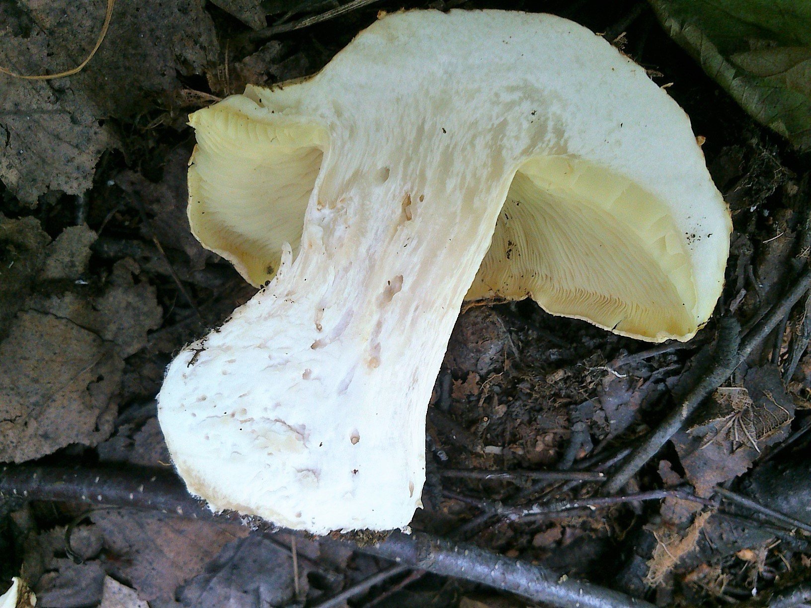 Белосвинуха трёхцветная (Leucopaxillus tricolor)