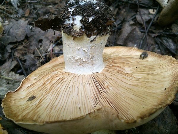 Белосвинуха трёхцветная (Leucopaxillus tricolor)