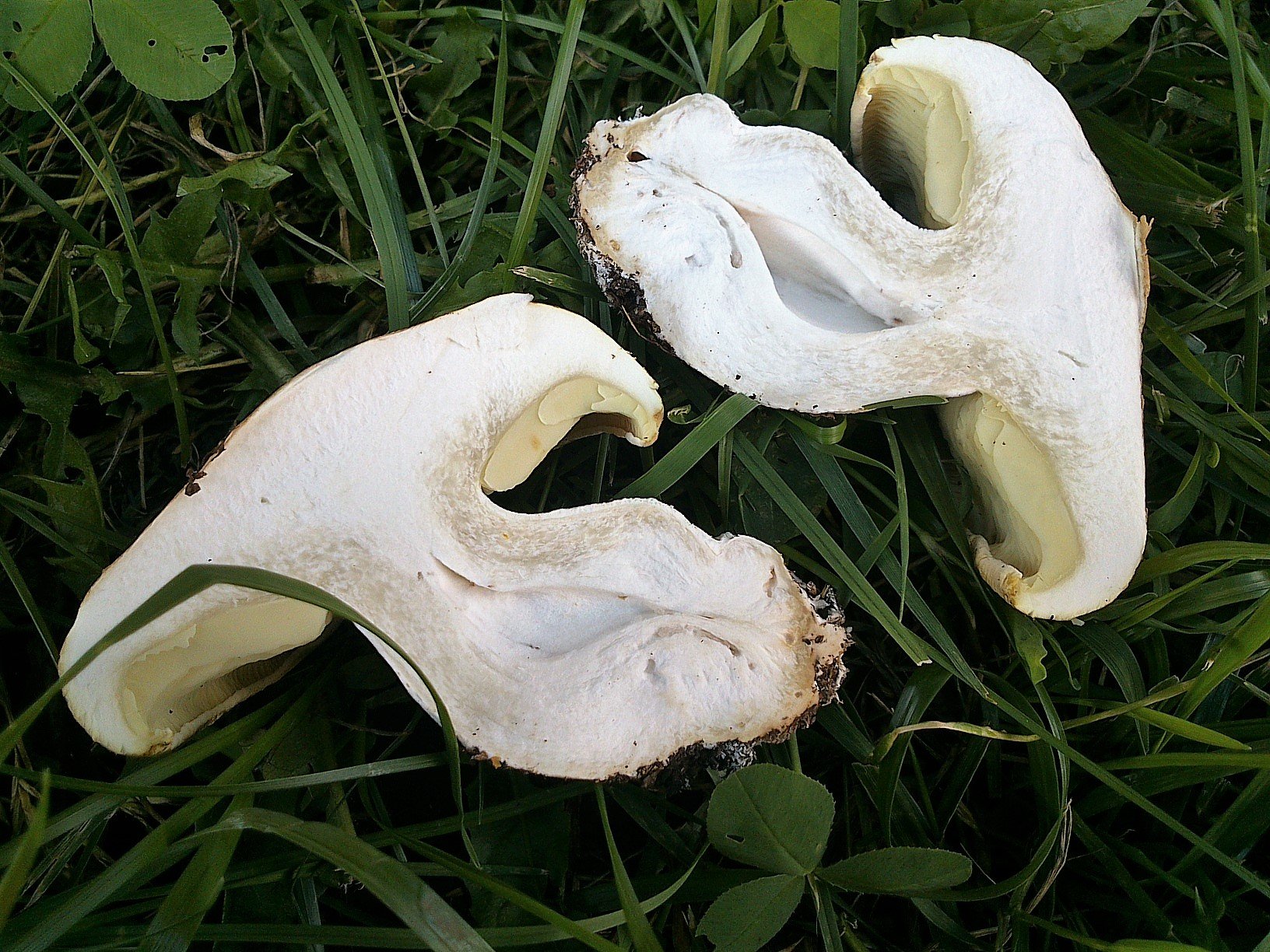 Белосвинуха трёхцветная (Leucopaxillus tricolor)