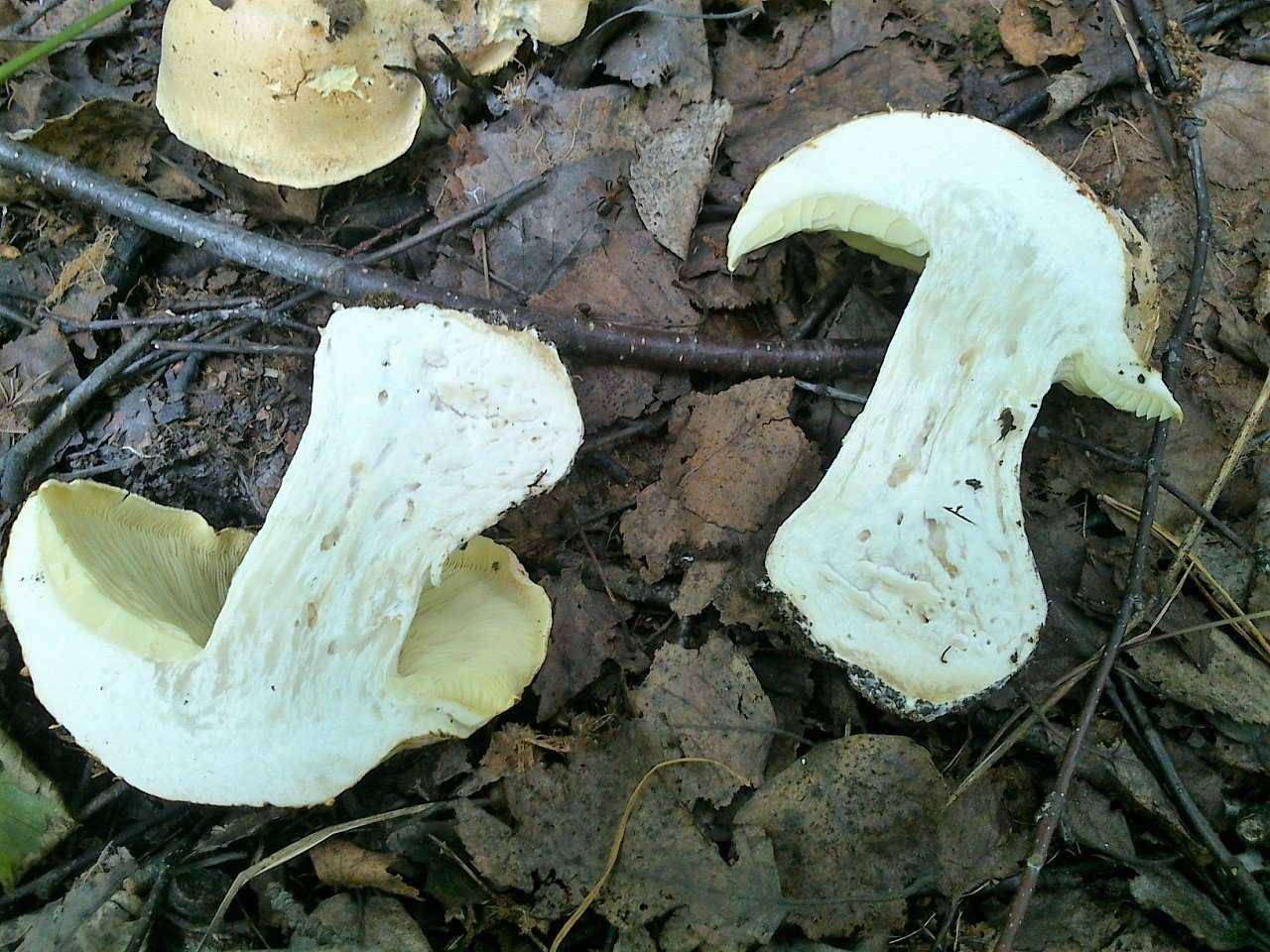 Белосвинуха трёхцветная (Leucopaxillus tricolor)