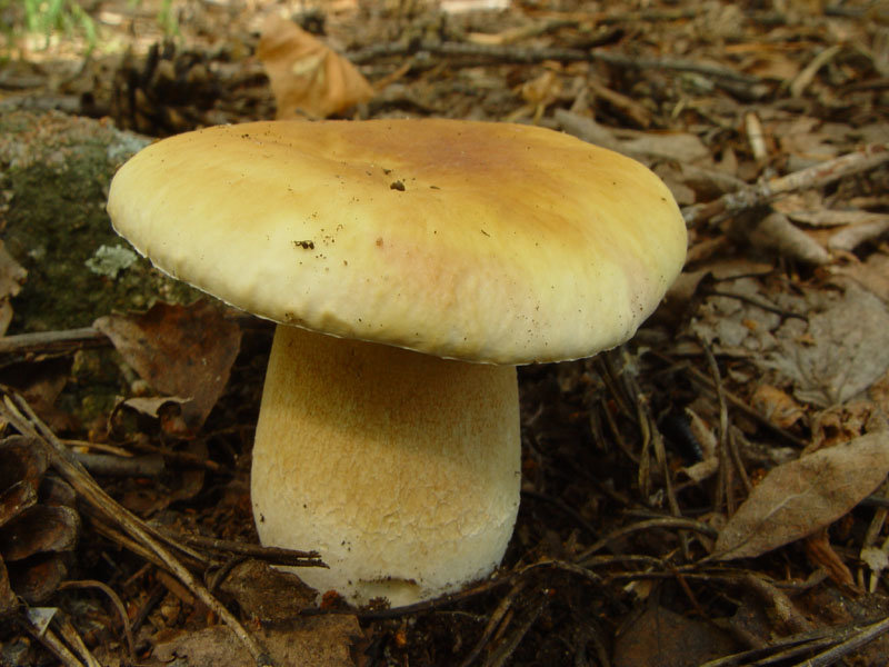 Белый гриб берёзовый (Boletus betulicola)