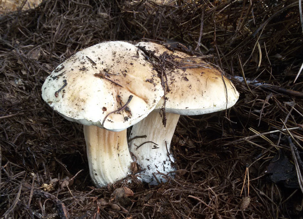 Белый гриб берёзовый (Boletus betulicola)