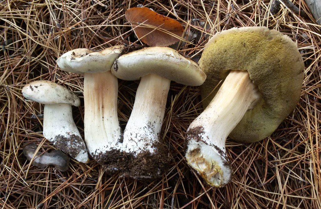 Белый гриб берёзовый (Boletus betulicola)