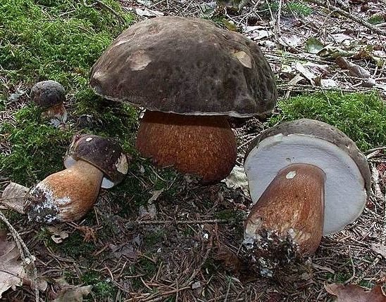 Болет бронзовый (Boletus aereus)