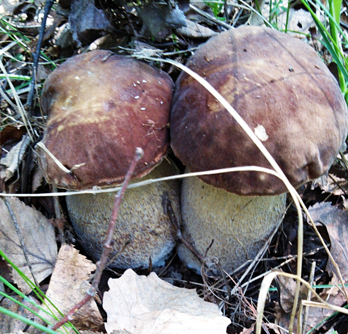 Boletus reticulatus - Белый гриб дубовый