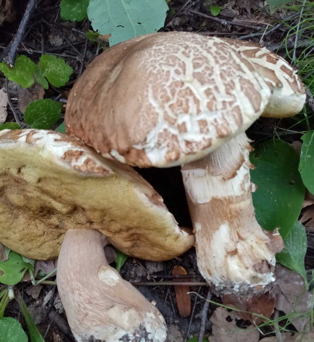 Белый гриб сетчатый (Boletus reticulatus)