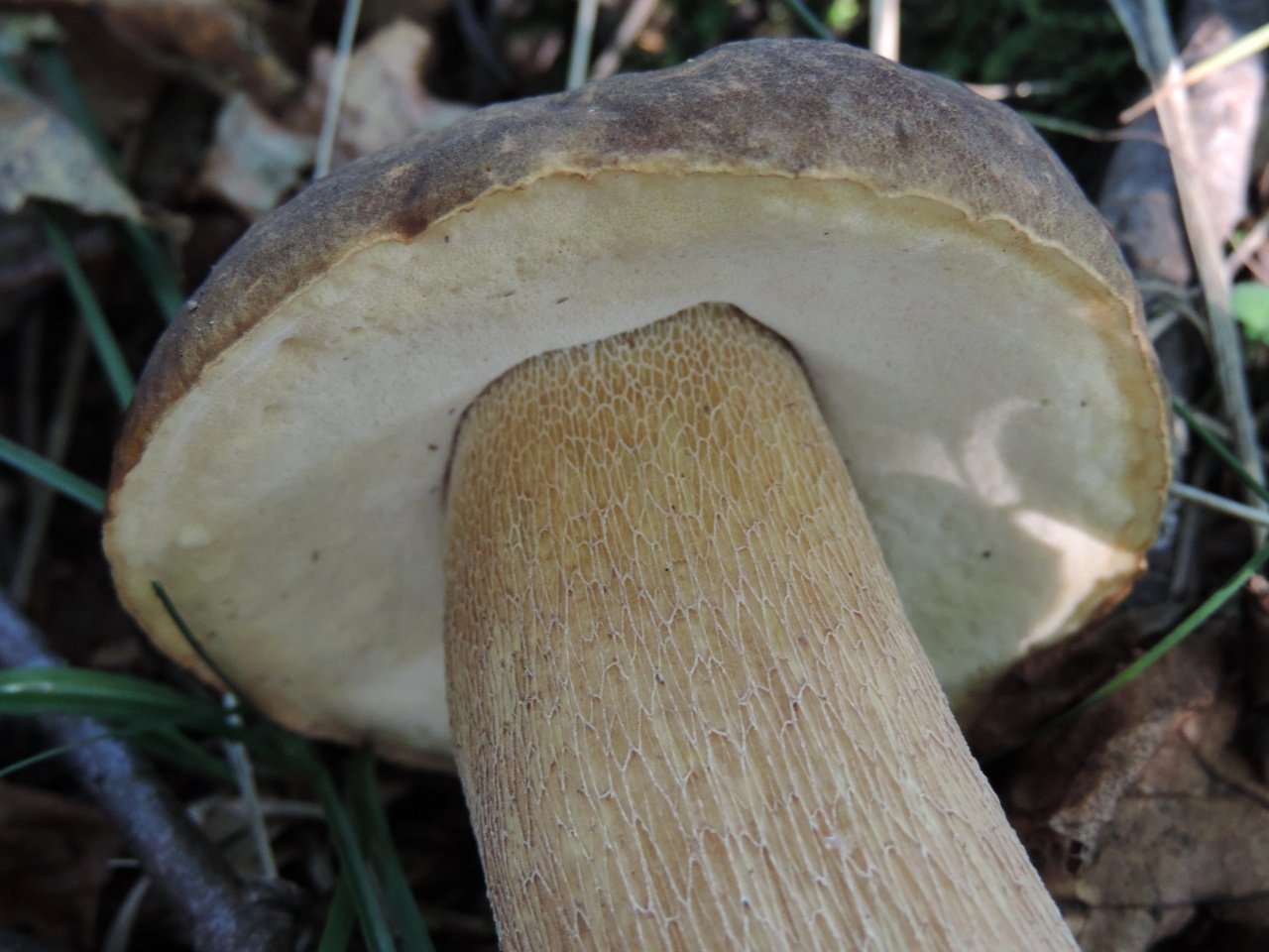 Белый гриб сетчатый (Boletus reticulatus)