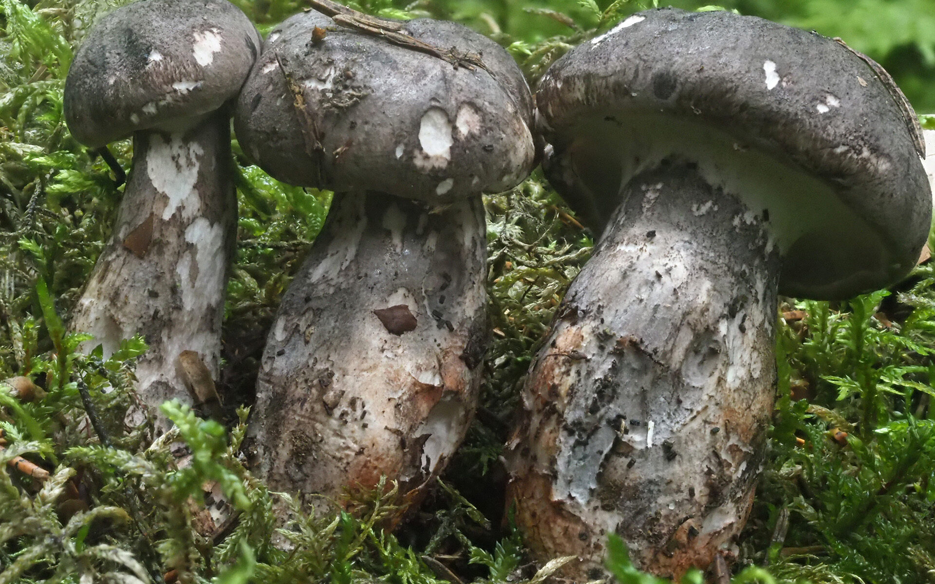 Болетопсис бело-чёрный (Boletopsis leucomelaena)