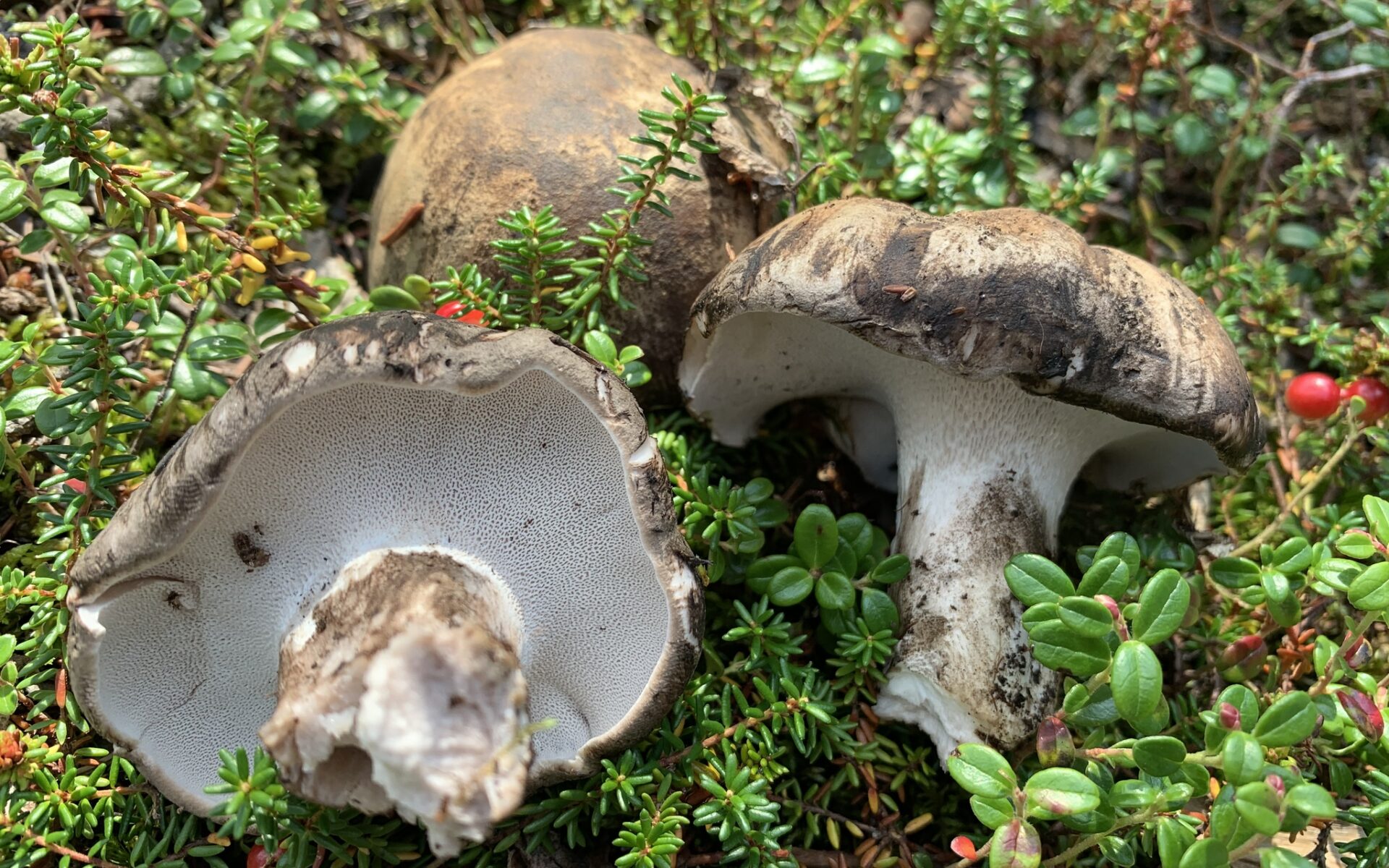 Болетопсис бело-чёрный (Boletopsis leucomelaena)