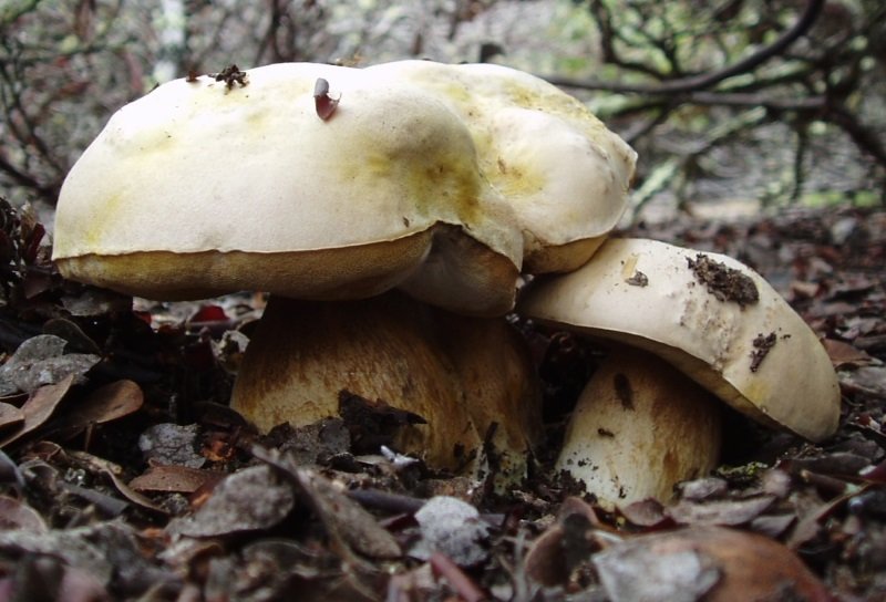 Boletus barrowsii